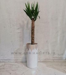 تصویر گیاه طبیعی یوکا به همراه گلدان سرامیک لوکس 