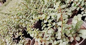 تصویر کراسولا (خرفه ای) 