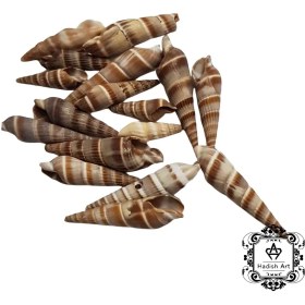 تصویر صدف قیفی قهوه ای 