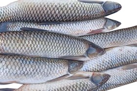 تصویر ماهی آمور (بسته 2کیلویی)پاک شده برای قیمت روز تماس بگیرید Cleaned Amur Fish (2 kg package) - Current Market Price