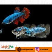 تصویر ماهی فایتر 