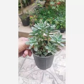 تصویر گیاه اپارتمانی ساکولنت آئونیوم سایز بزرگ(succulent plant) 