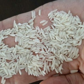 تصویر برنج طارم شمال بدون واسطه 