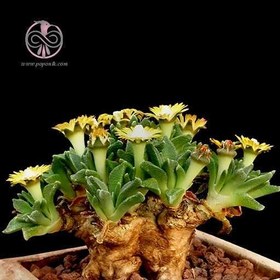 تصویر بذر ساکولنت ناناتوس 