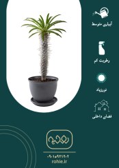 تصویر نخل ماداگاسکار - گـلـفـروشی آنـلایـن روحـیـه 