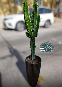 تصویر کاکتوس افوربیا سبز 