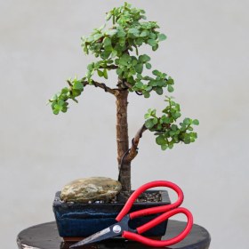 تصویر بونسای خرفه ای 