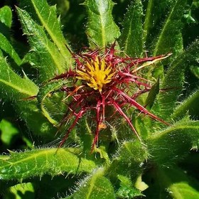 تصویر بذر خار مقدس 0.5 گرم 