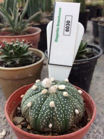 تصویر بذر کاکتوس آستریاس کاباتو ELG.6030 - بسته 10 عددی Astrophytum Asterias kabuto ELG.6030