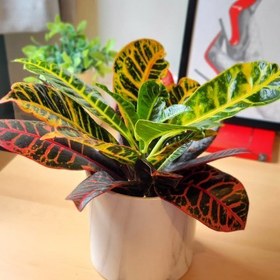 تصویر خرید آنلاین گیاه کروتون برای خانه 