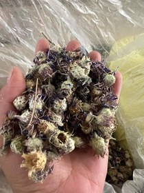 تصویر گل گندم 