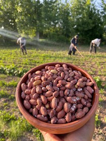 تصویر بادام زمینی آستانه اشرفیه Astana Ashrafieh peanuts