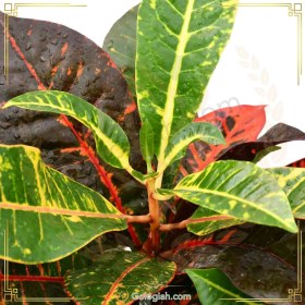 تصویر کروتون 