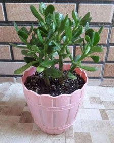 تصویر گل کراسولا بزرگ 7083 