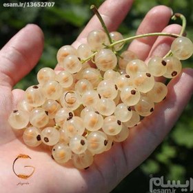 تصویر بذر انگور فرنگی سفید (شیشه ای) 