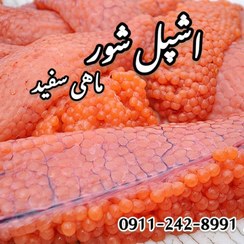 تصویر ماهی اشپل شور 