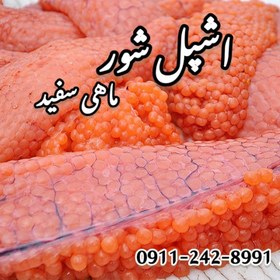 تصویر ماهی اشپل شور 