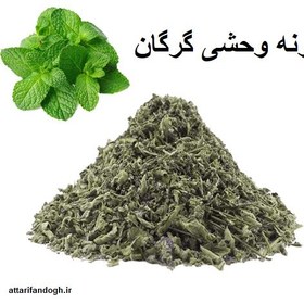 تصویر پونه کوهی گرگان 