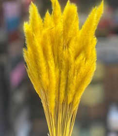 تصویر گل خشک دم روباهی زرد 