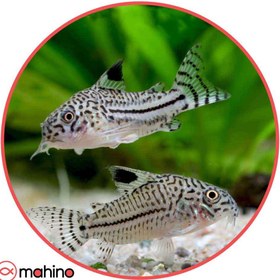 تصویر کوریدوراس جولی 