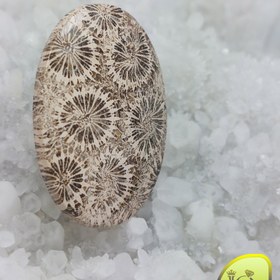 تصویر فسیل مرجان اندونزی 