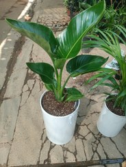 تصویر نخل نیکولای به همراه گلدان پلیمری بلند 