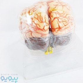 تصویر مولاژ آناتومی مغز انسان 8 قسمتی 