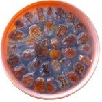 تصویر خرما 500 گرم خاصویی کیان 