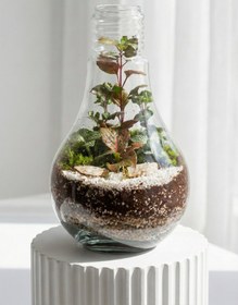 تصویر تراریوم لامپی کد 8008 