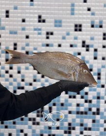 تصویر ماهی شعری(شهری) 