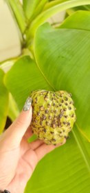 تصویر نهال ۴ ساله شوگر اپل (سیب کاستارد) Sugerapple (custard apple) plant