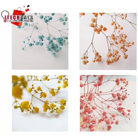 تصویر گل خشک ژیپسوفیلا رنگی 