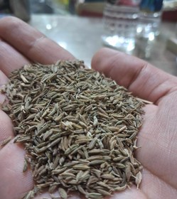 تصویر زیره سبز 