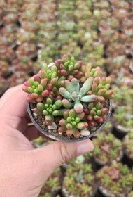 تصویر پک دیش گاردن ممتاز سدوم 16 عددی 