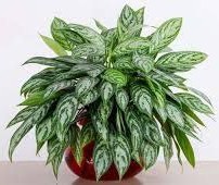 تصویر آگلونما 