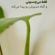 تصویر گیره نظم دهنده پتوس۱۰۰عددی 