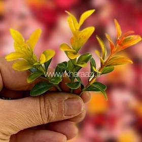 تصویر برگ شمشاد تکی 