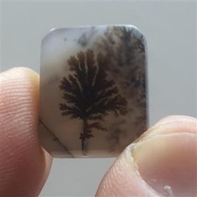 تصویر شجر قائن تک درخت 