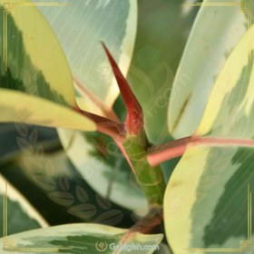 تصویر فیکوس ابلق 