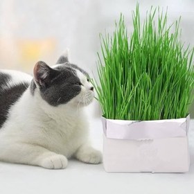 تصویر چمن و علف خوراکی گربه Cat Grass 