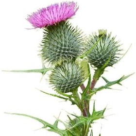 تصویر تخم خار مریم بسته 100 گرمی