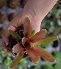 تصویر نئورژلیا قرمز سایز نشایی