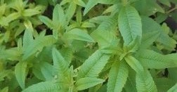 تصویر برگ به لیمو 