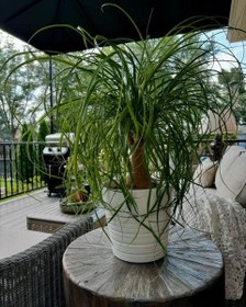 تصویر گیاه لیندا 