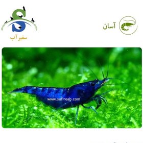 تصویر میگو آبی (پک چند عددی) 