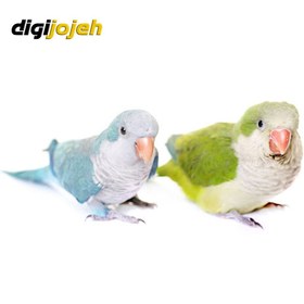 تصویر طوطی راهب 