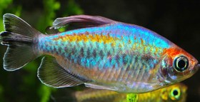 تصویر ماهی تترا کنگو سایز درشت ۷ تا ۸ سانت Congo tetra