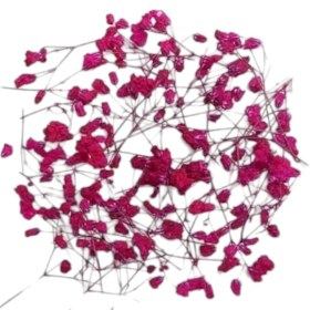 تصویر گل خشک ژیپسو ارغوانی G83 