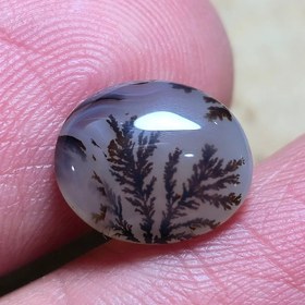 تصویر شجر قائن واضح 