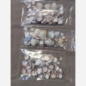 تصویر صدف دریایی 